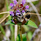 Prunella vulgaris