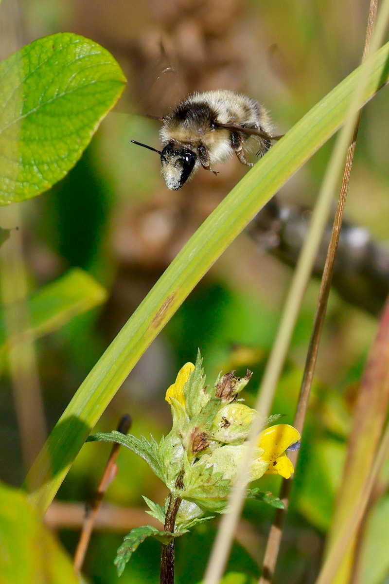 Rhinanthus minor - &copy; Barry Stewart