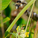 Rhinanthus minor