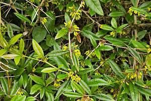 Berberis julianae Chinese Barberry