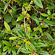 Berberis julianae