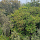 Berberis julianae