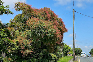 Cotinus coggygria Smoke-tree