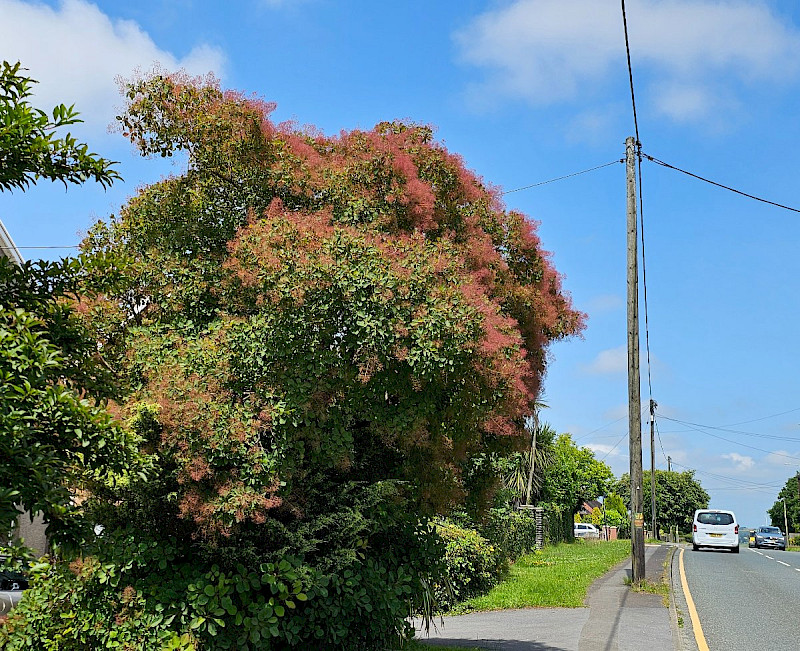 Cotinus coggygria - &copy; Barry Stewart