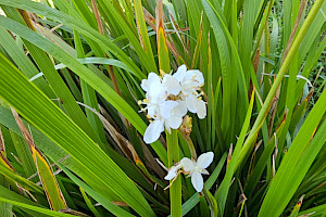 Libertia formosa Chilean-iris