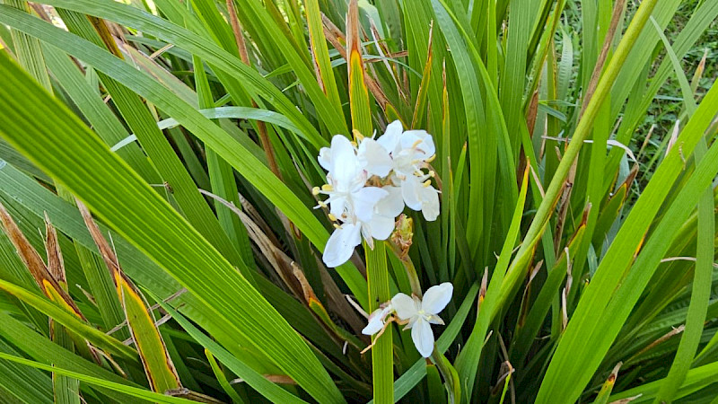 Libertia formosa - &copy; Barry Stewart