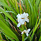 Libertia formosa