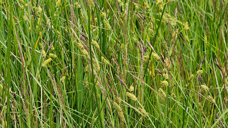 Carex nigra - &copy; Barry Stewart
