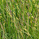 Carex nigra