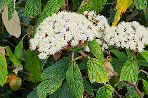 Viburnum rhytidophyllum Wrinkled Viburnum