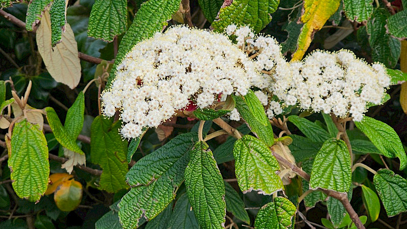 Viburnum rhytidophyllum - &copy; Barry Stewart