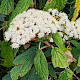 Viburnum rhytidophyllum