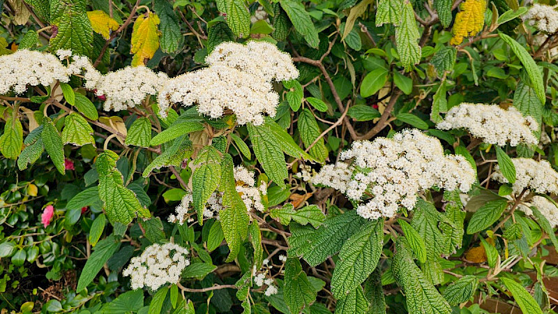 Viburnum rhytidophyllum - &copy; Barry Stewart