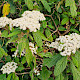 Viburnum rhytidophyllum