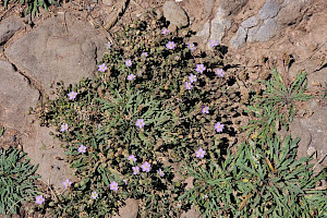 Spergularia rupicola Rock Sea-spurrey