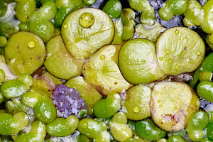 Lemnaceae