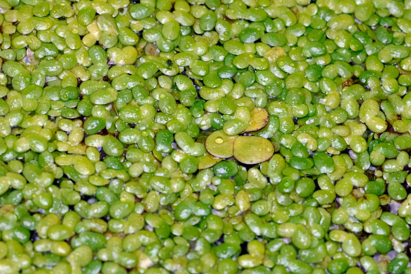 Lemna minuta - &copy; Barry Stewart