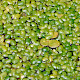 Lemna minuta