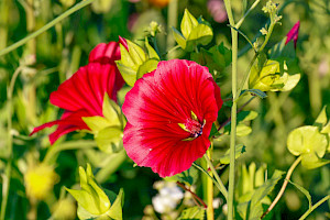 Malope trifida Mallow-wort