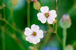 Vaccaria hispanica Cowherb