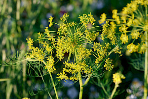 Anethum graveolens Dill