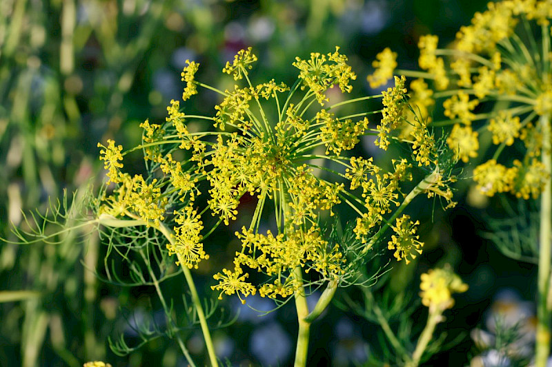 Anethum graveolens - &copy; Barry Stewart