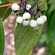 Cornus alba