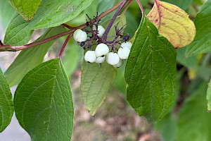 Cornus alba White Dogwood