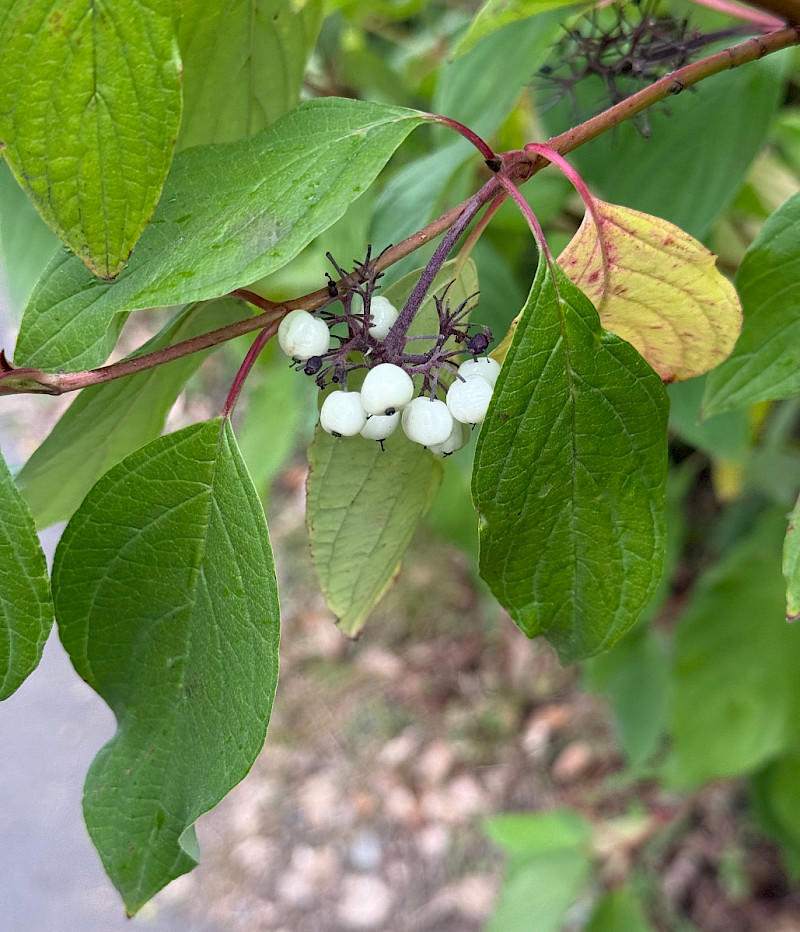 Cornus alba