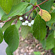 Cornus alba