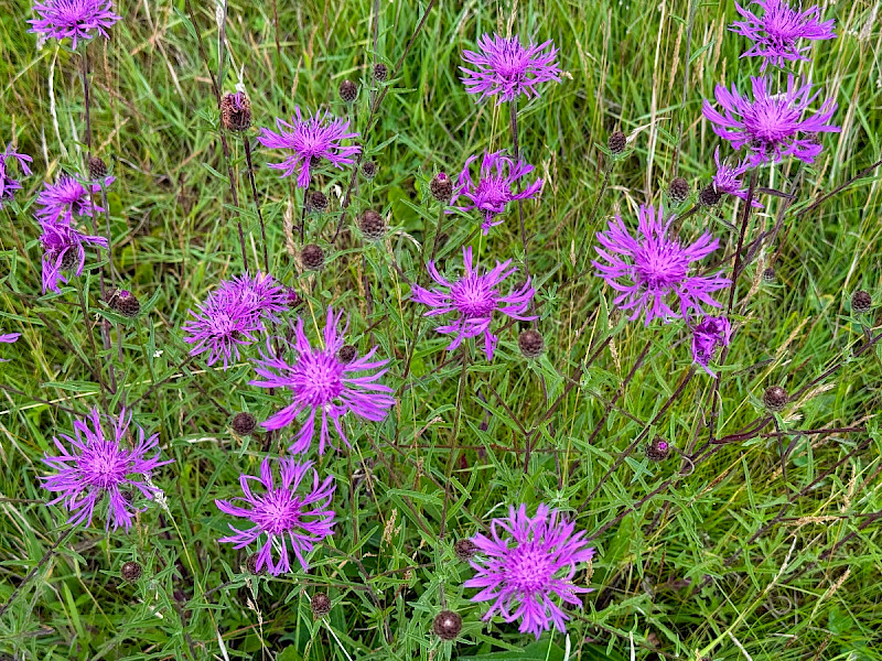 Centaurea debeauxii subsp. thuillieri - &copy; Charles Hipkin