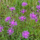Centaurea debeauxii subsp. thuillieri