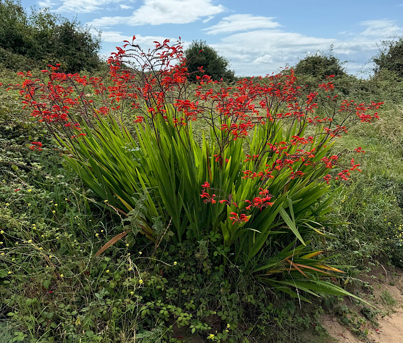 Crocosmia paniculata - &copy; Charles Hipkin