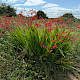 Crocosmia paniculata