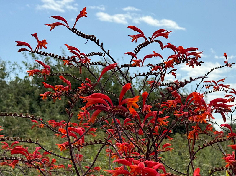 Crocosmia paniculata - &copy; Charles Hipkin