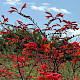 Crocosmia paniculata