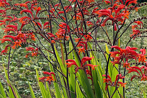 Crocosmia paniculata Aunt-Eliza