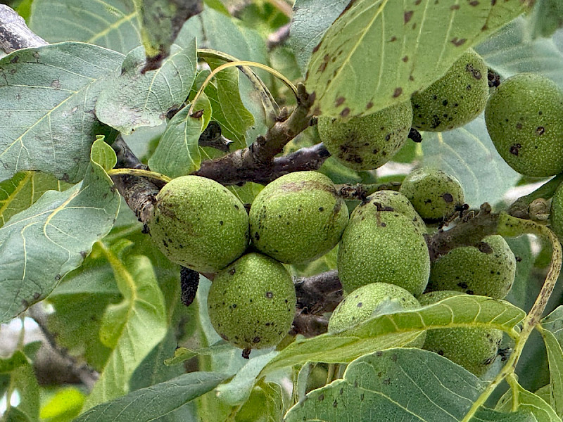 Juglans regia - &copy; Charles Hipkin