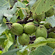Juglans regia
