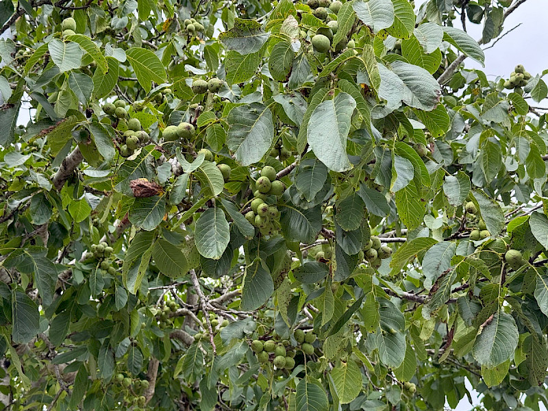 Juglans regia - &copy; Charles Hipkin