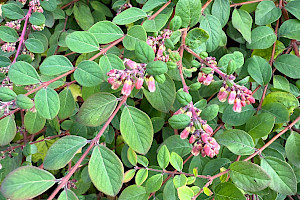 Symphoricarpos x chenaultii Pink Snowberry