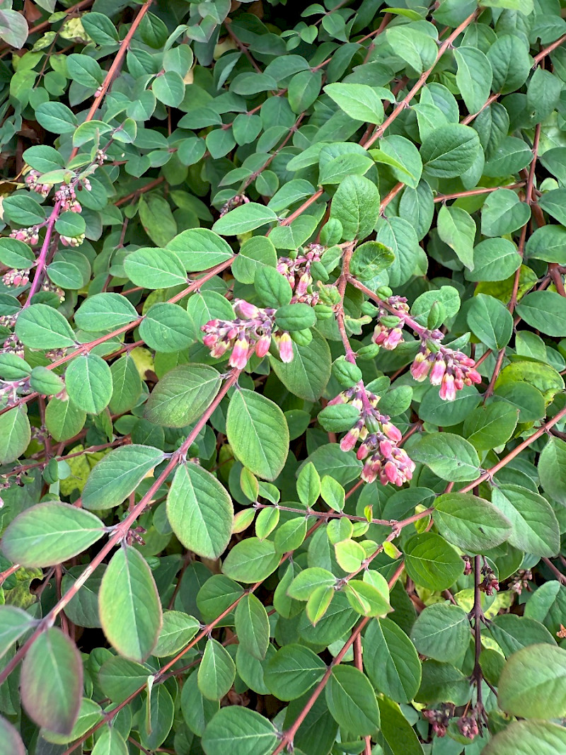 Symphoricarpos x chenaultii - &copy; Charles Hipkin
