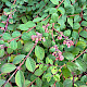 Symphoricarpos x chenaultii