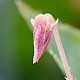 Viola lactea