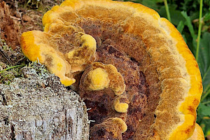 Phaeolus schweinitzii Dyer's Mazegill