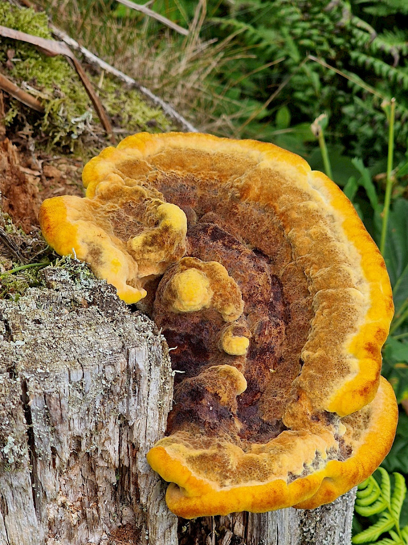 Phaeolus schweinitzii - &copy; Hal Szary