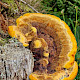 Phaeolus schweinitzii
