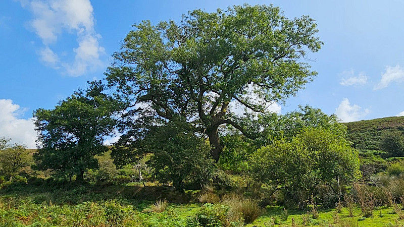 Fraxinus excelsior - &copy; Barry Stewart