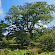 Fraxinus excelsior