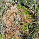 Splachnum ampullaceum